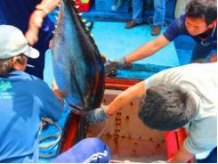 Tổ chức lại chuỗi giá trị cá ngừ VN - Ngư dân vẫn phải tự mày mò