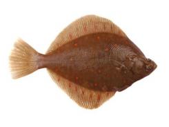 Tốc độ sinh trưởng của cá bơn được cải thiện nhờ quá trình sinh sản chọn lọc