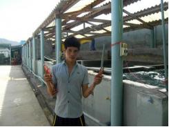 Tôm giống Trung Kiên được nhiều người nuôi ưa chuộng