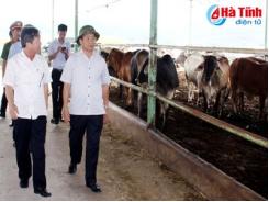 Triển khai dự án chăn nuôi bò đảm bảo an toàn, vệ sinh môi trường