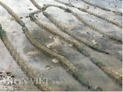 Tử địa của hải sản tầng đáy ở cảng cá Sa Huỳnh