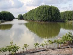 EU tài trợ Việt Nam phát triển nuôi tôm bền vững