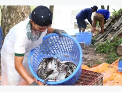 Đua nhau nuôi cá nàng hai, giá giảm, lỗ nặng