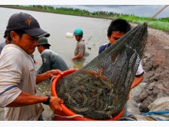 Phát triển những ‘mỏ tôm’ ven biển ĐBSCL