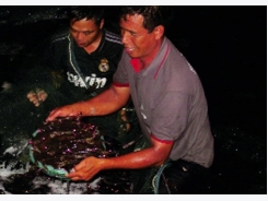 Quy trình The Semi-Biofloc: Hướng đi mới nuôi tôm ở Quảng Ninh