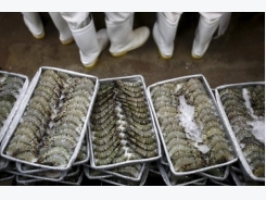 Rice to riches: Vietnam's shrimp farmers fish for fortunes