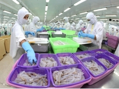 Seafood exports roses by 18.1 percent in 8 months