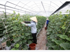 Major hindrances to hi-tech agriculture development in Ho Chi Minh city
