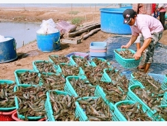 Mekong Delta set to focus on three national seafood products