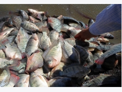 Egypt’s success with tilapia a blueprint for all Africa