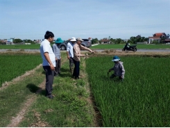 Nam Định đối phó bệnh lùn sọc đen hại lúa