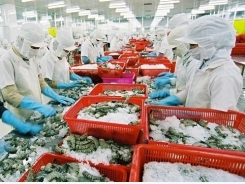 Chinese market promising for Vietnam’s shrimps as exports surge 30%