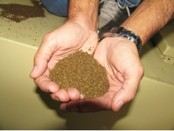 Biosecurity protocols needed for shrimp feeds, feeding practices