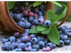 How to grow blueberries