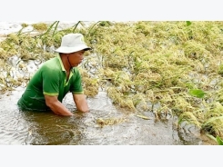 Mekong Delta struggles to save summer autumn rice