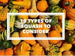 10 Types of Garden Squash