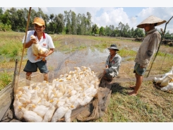 Ứng dụng công nghệ cao trong chăn nuôi