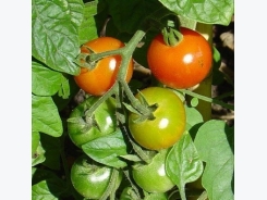 Fertilizing Tomatoes: Tips For Using Tomato Plant Fertilizer