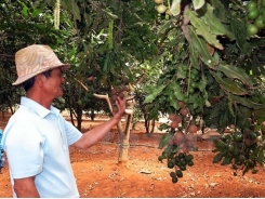 LienVietPostBank funds macadamia growing in Lam Dong