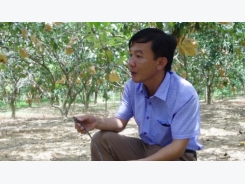 1.000 tấn cam, bưởi Phúc Trạch được doanh nghiệp bao tiêu