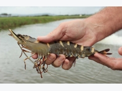 Disease, breeding difficulties crushing hopes of black tiger shrimp farmers
