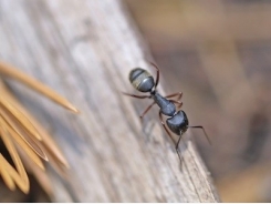 How to Control Ants in Your Garden Naturally and Safely
