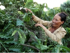 Coffee value to increase despite output dropping