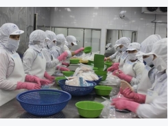 Despite of barriers, pangasius fish exports to the US still increases