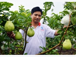 Trồng cây gì để làm giàu: Chăm vườn ổi lê khiến ai cũng mê