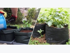Growing Potatoes in Containers: A Roundup of the Best Ideas