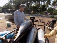 Làm gì để nâng cao chất lượng cá ngừ Phú Yên?