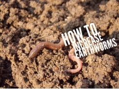 How to Increase the Number of Earthworms in Your Garden Soil