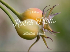 Growing Roses from Collected Seeds