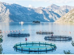 Dangerous or Sustainable? The Truth About Aquaculture