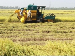Project launched in Thai Binh to promote sustainable rice production
