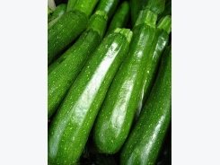 Diseases of Zucchini Plants