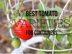 Best Patio Tomato Varieties