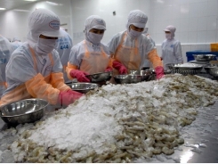Vietnam’s shrimp exports to China surge 30 percent in first half