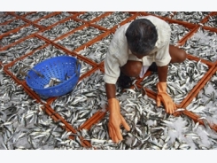 India’s Telangana state builds fish markets, backs subsidies for sale of fish fingerlings