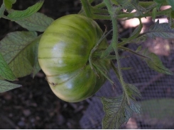 Tomato Growing Problems From Improper Watering