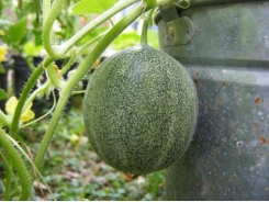 15 Gardening Tips for Growing Melons