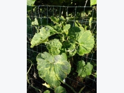 Zucchini Squash Diseases: Common Diseases Of Zucchini Plants