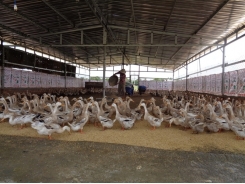 Phát triển trang trại từ mô hình khuyến nông