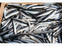FAO: Sản lượng cá cơm Peru tăng cao