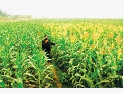 Vietnam spends nearly 1.7 billion USD on corn import every year
