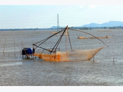 Nghiêm cấm khai thác cá linh non dưới 55mm