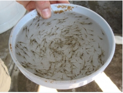 Testing dietary potassium diformate in Pacific white shrimp