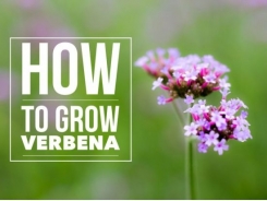 How to Grow Verbena