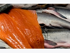 Prices dropping for Norwegian farmed salmon