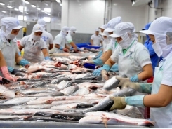 Tra fish exports to US remain steady